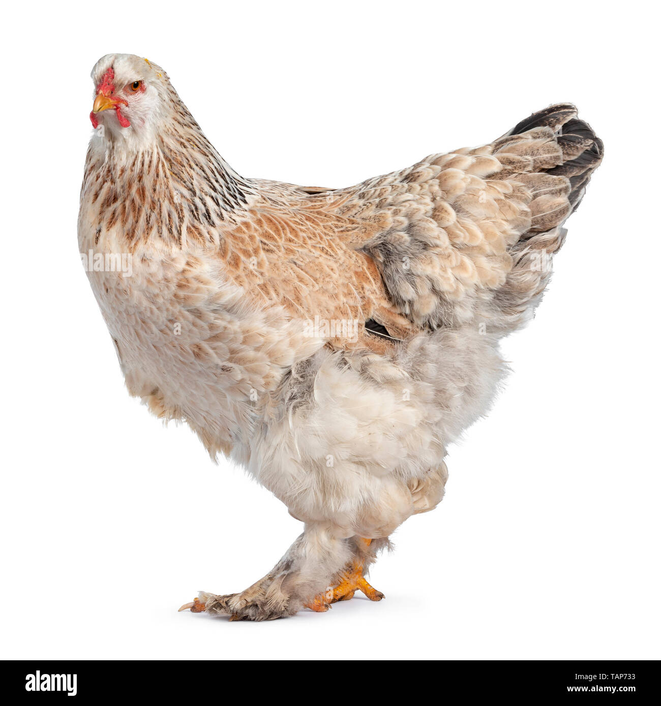 Brahma Chicken. Giant Brahma Global Most Popular Chicken. Stock Photo -  Image of breed, brahma: 220422468