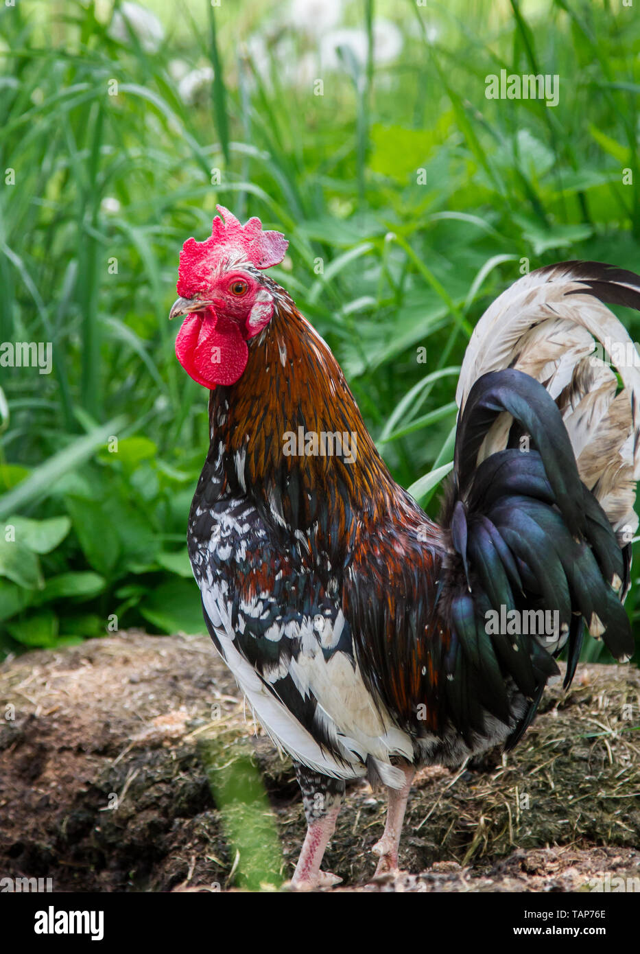 Stoapiperl - Steinpiperl - Steinhendl - chicken rooster - critically endangered chicken breed from Austria in free range (Gallus gallus domesticus) Stock Photo