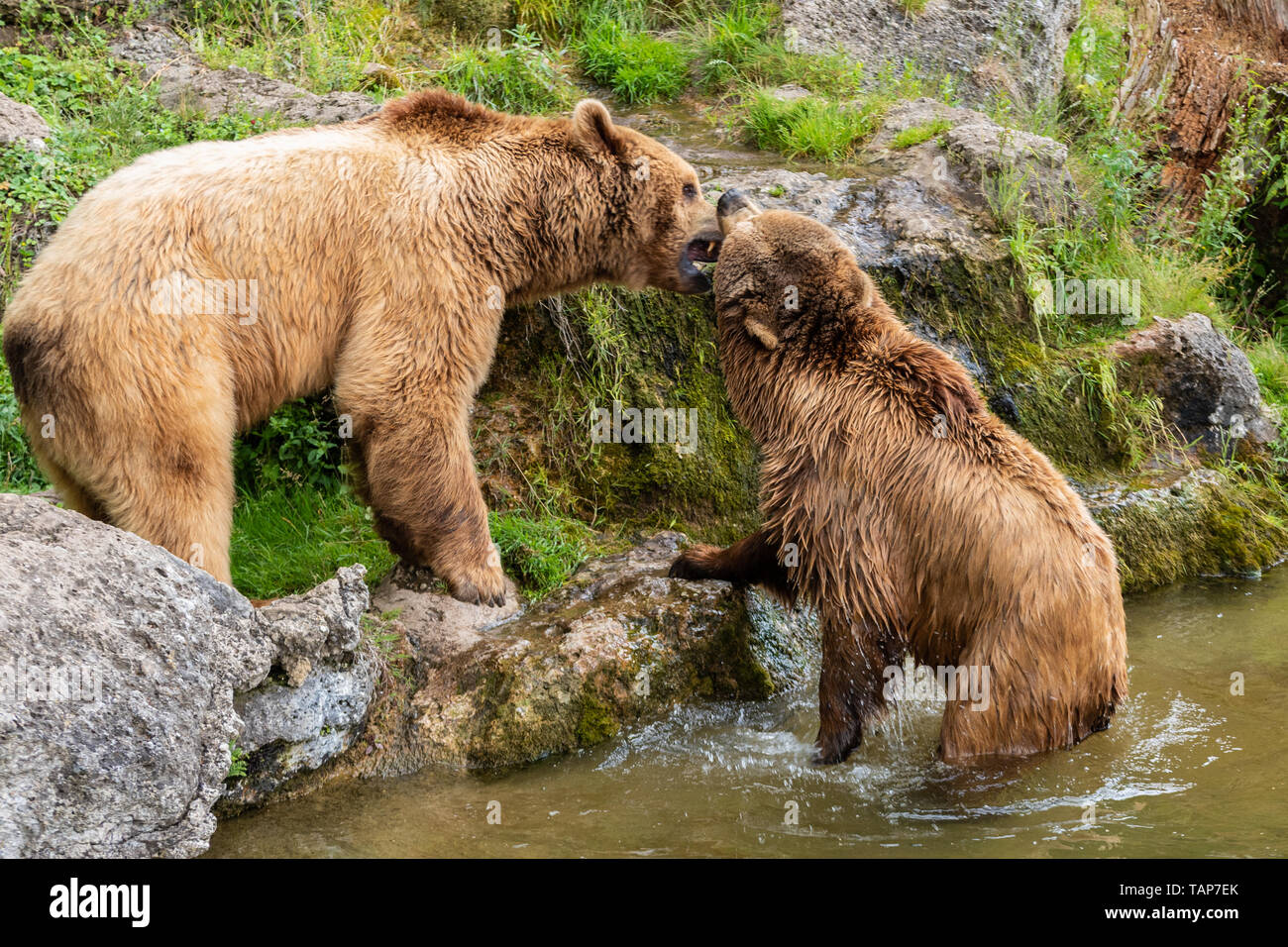 bears love near the water Stock Photo