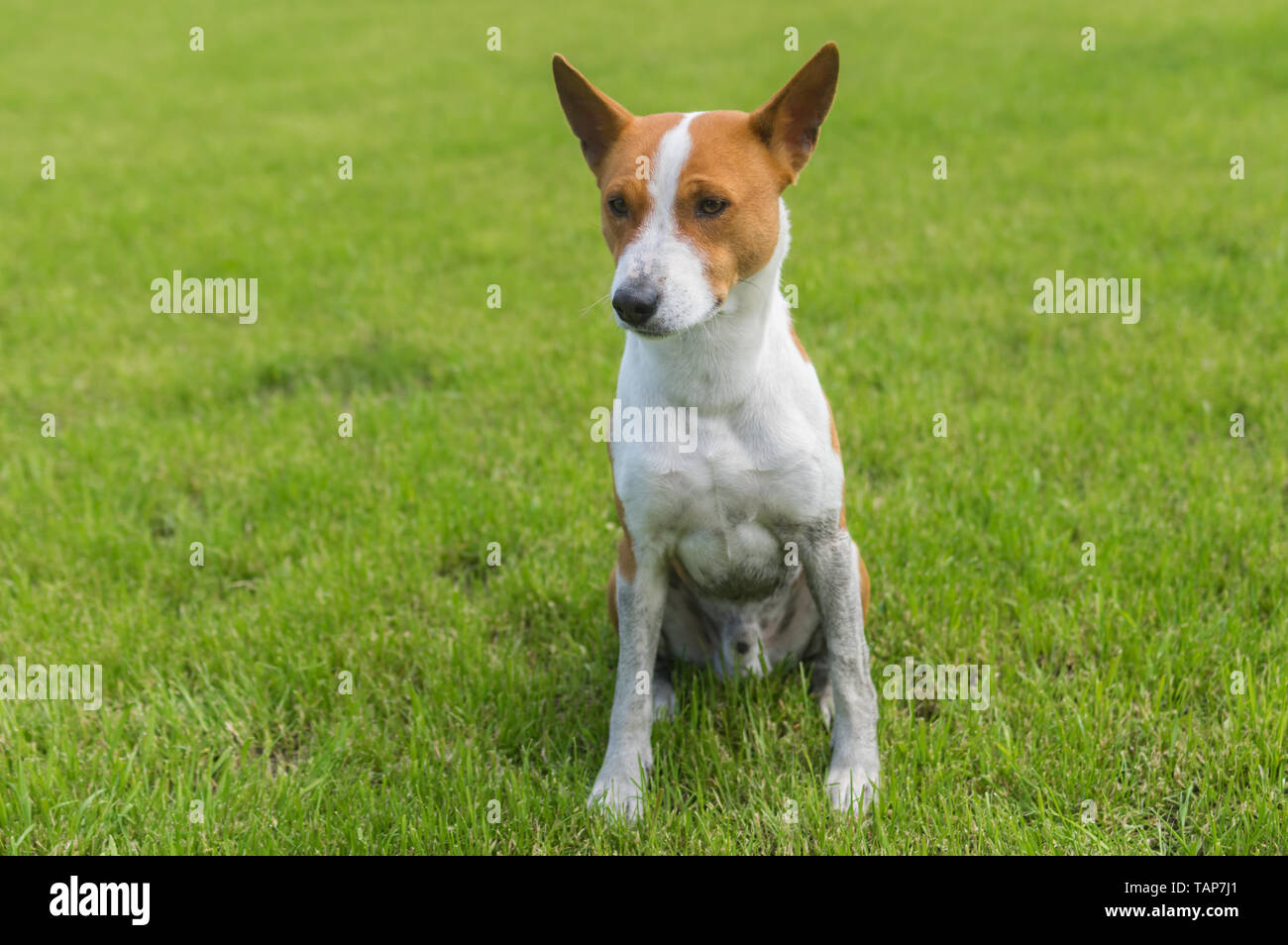 Dirty mature basenji dog sitting on a fresh lawn Stock Photo