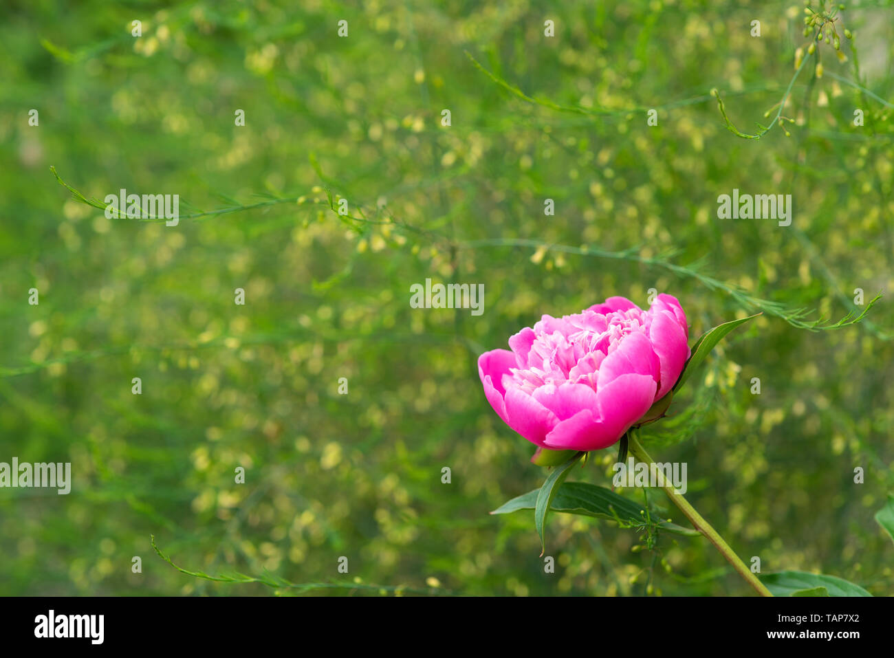 Peony pink flowers on green background Stock Photo - Alamy