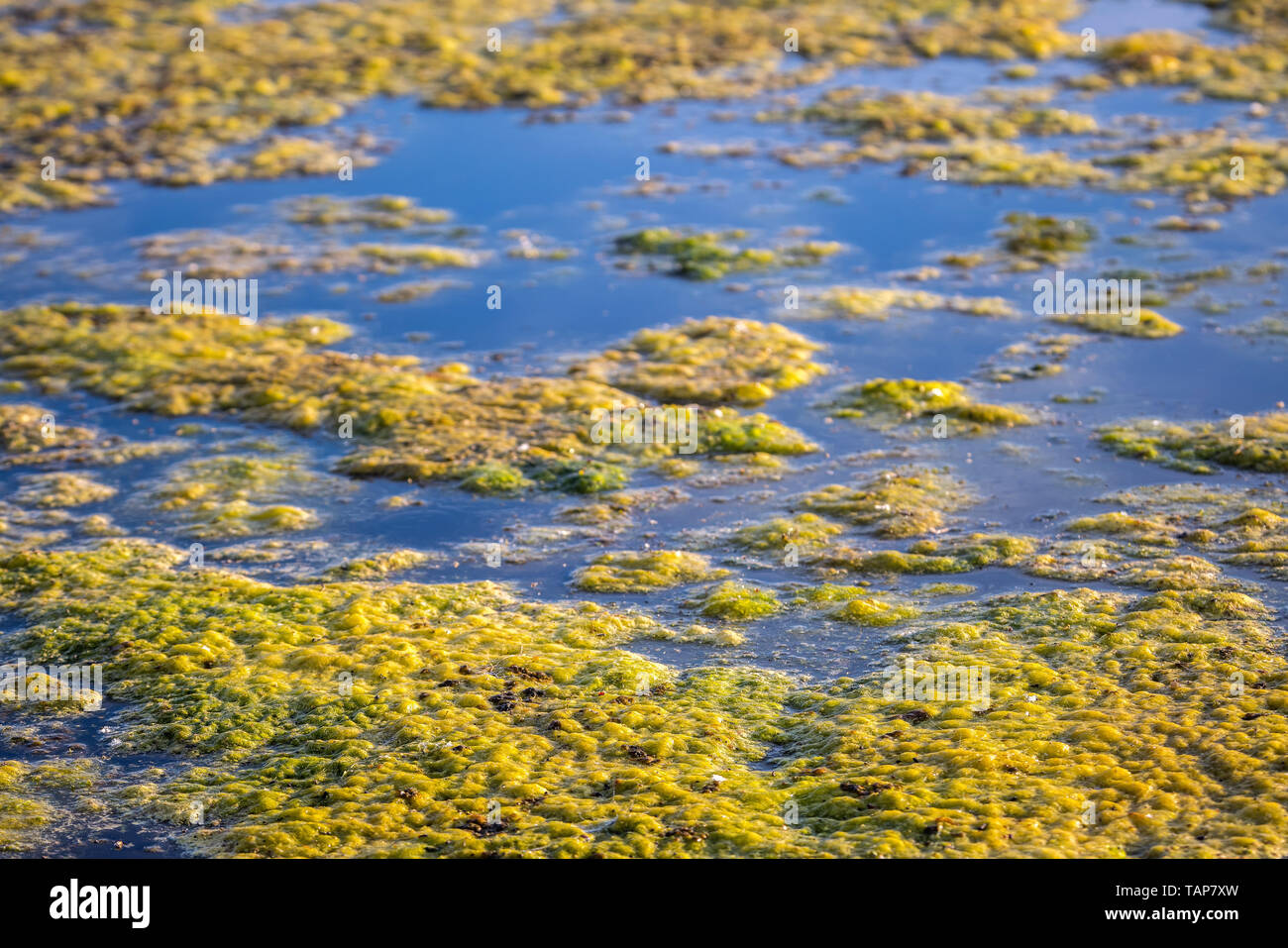 Slimy, green floating water algae on the pond surface. Green weeds