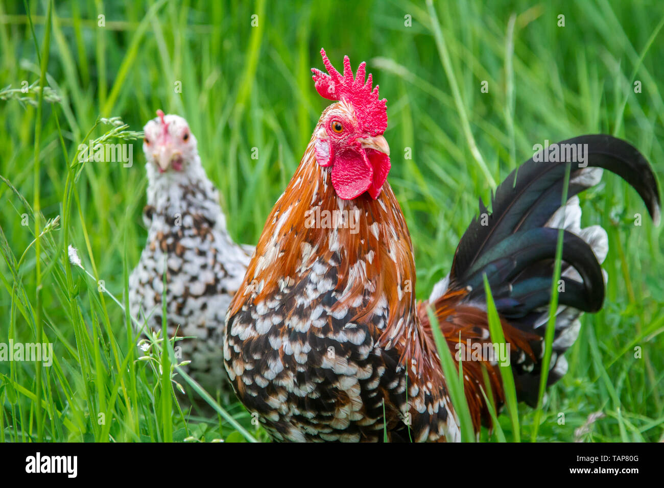 Stoapiperl - Steinpiperl - Steinhendl - chicken group - critically endangered chicken breed from Austria in free range (Gallus gallus domesticus) Stock Photo