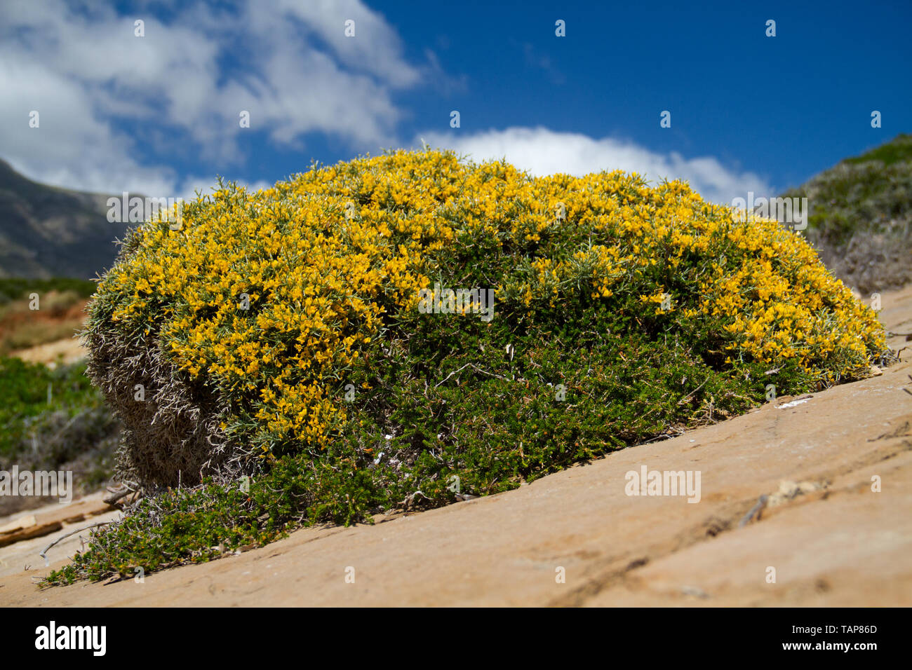 Prickly burnet or Sarcopoterium spinosum growing in a rocky environment under a blue sky Stock Photo