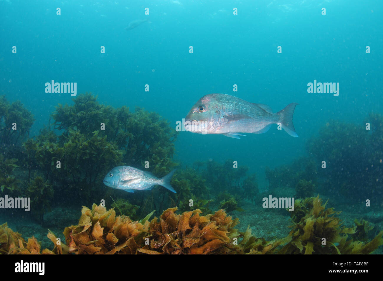 Two Australasian snapper Pagrus auratus swimming among brown seaweeds above rocky flats. Stock Photo