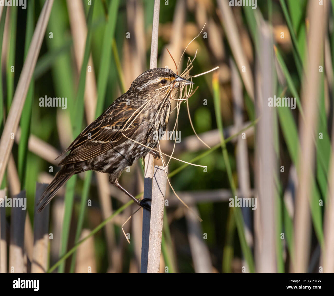 Red-winged blackbird (Agelaius phoeniceus) female with building material for a nest in the reeds, Iowa, USA. Stock Photo
