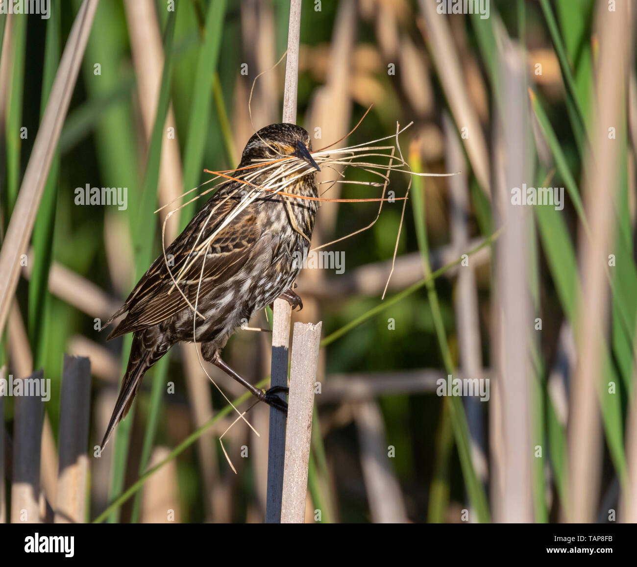Red-winged blackbird (Agelaius phoeniceus) female with building material for a nest in the reeds, Iowa, USA. Stock Photo