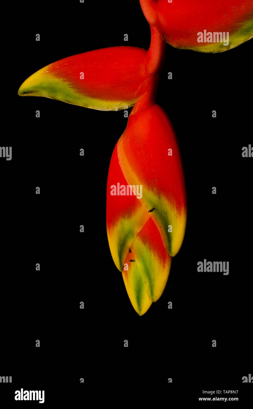 Flowers of Heliconia rostrata also knows as hanging lobster claw on a black background Stock Photo