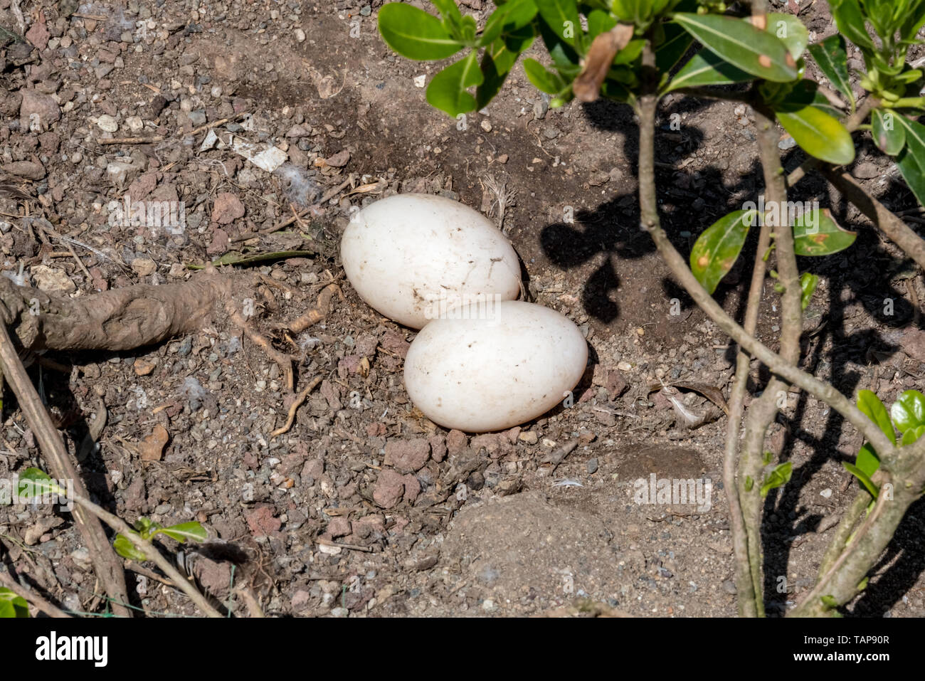 Two white duck eggs on the soil in a nest. Duck nest with eggs Stock