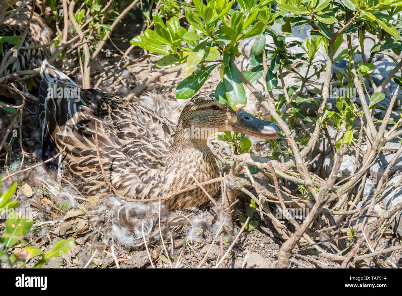 Duck Nest High Resolution Stock Photography and Images Alamy