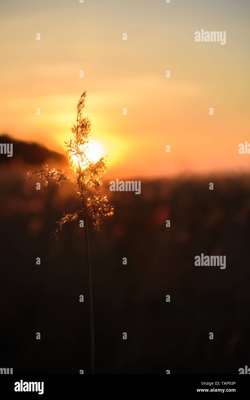 Dry grass at golden sunset light. Beautiful background for motivation quotes. Selective focus Stock Photo