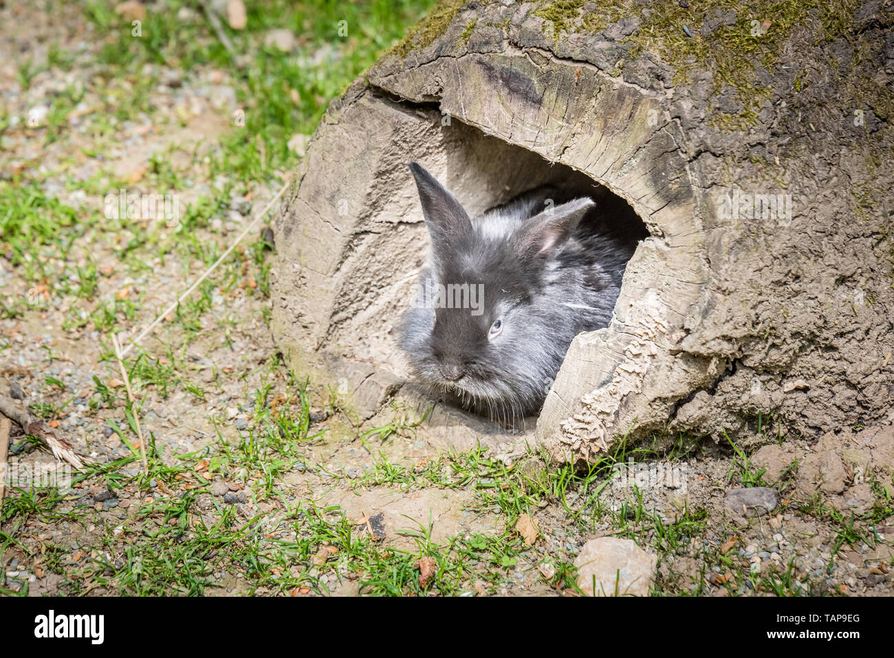 Portrait of black small fluffy rabbit hiding at interior of rotten log