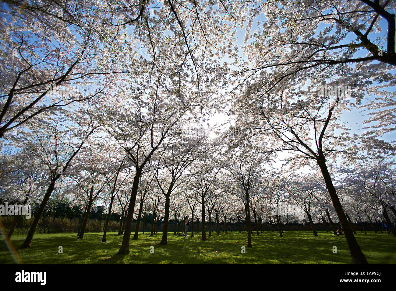 Beautiful artistic image of a Japanese Cherry Blossom tree in a park in ...