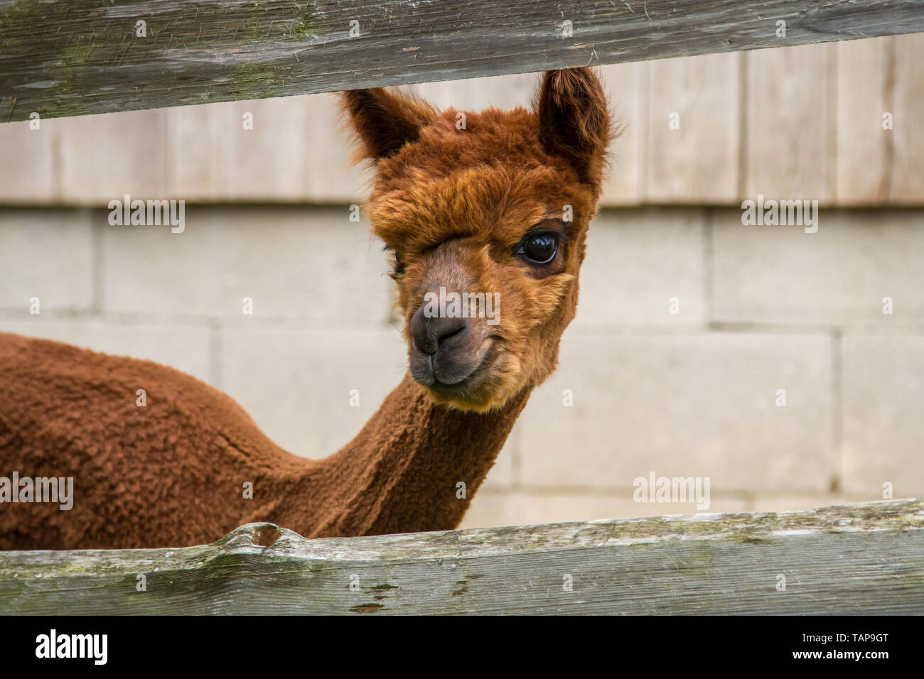 Brown alpaca behind a wooden fence Stock Photo