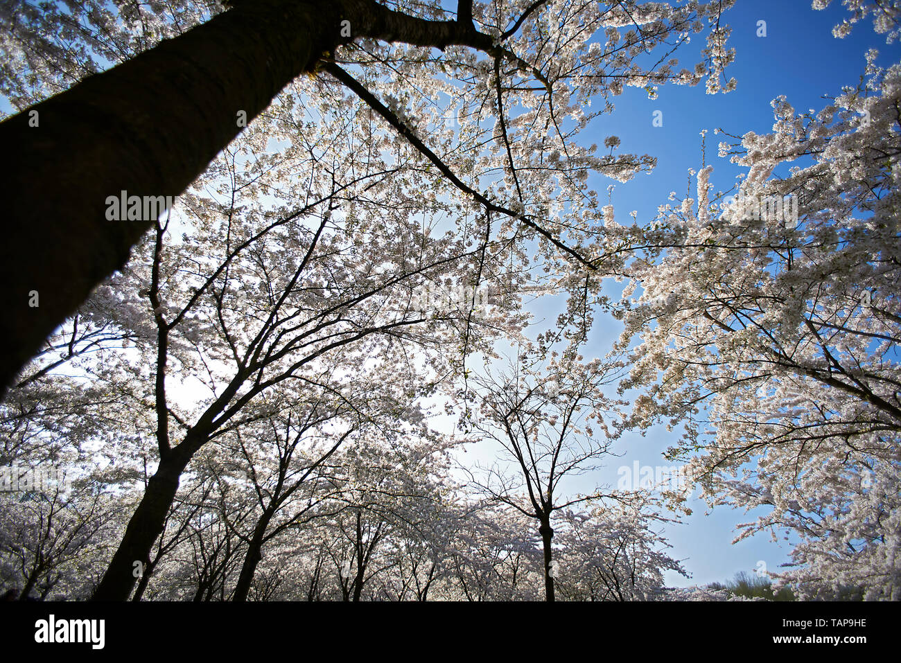 Beautiful artistic image of a Japanese Cherry Blossom tree in a park in ...