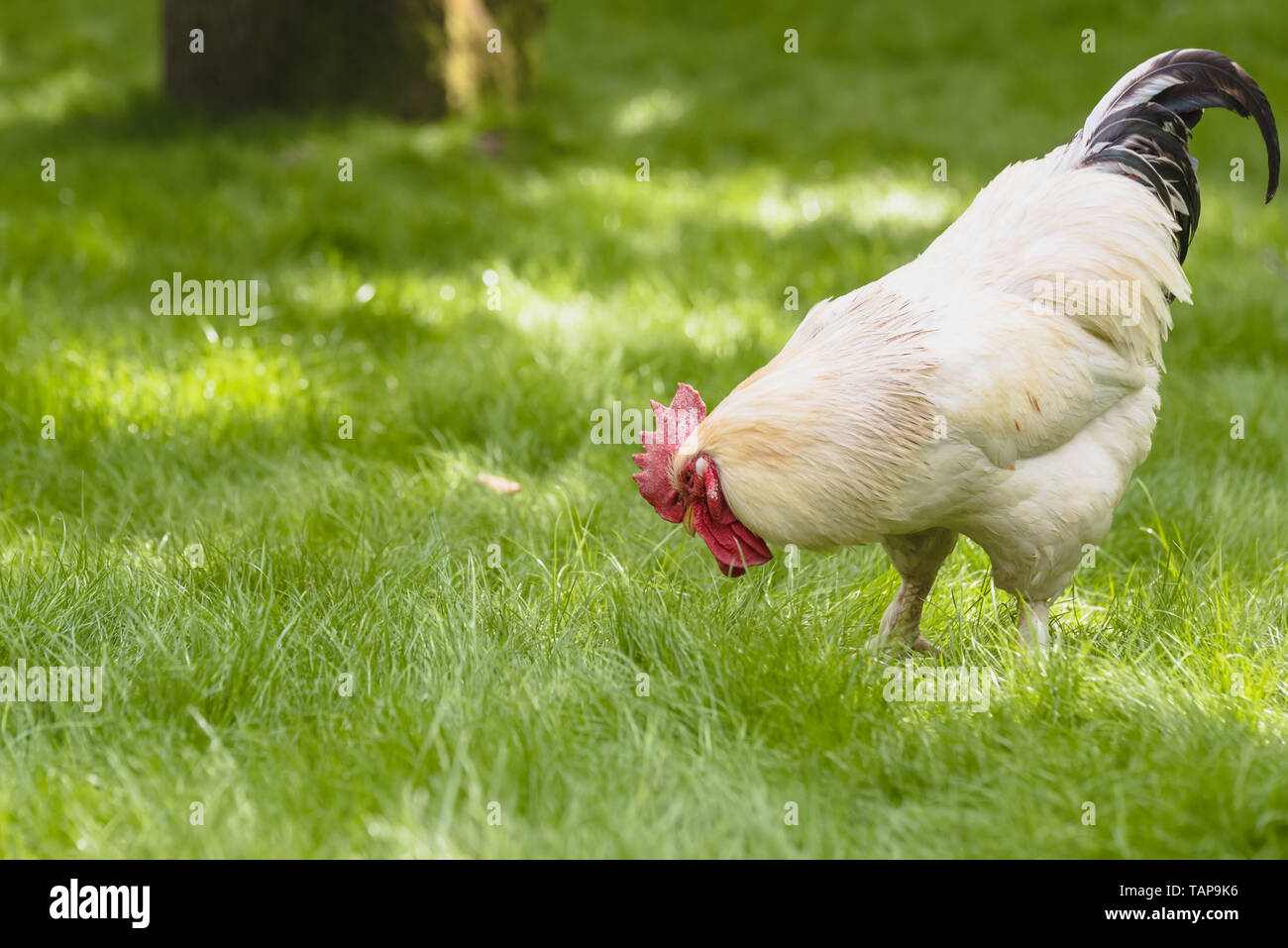 Nice Looking Roster Portrait of big white rooster on green grass meadow.Big nice beautiful ...