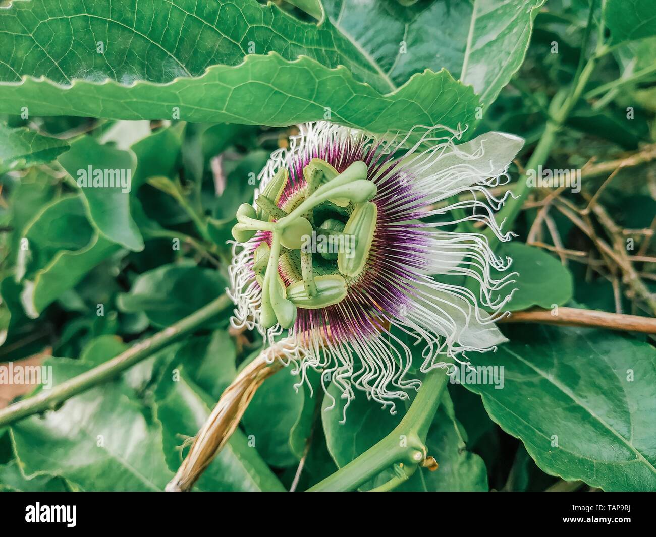 Passiflora edulis blooming purple flower. Vine tropical and subtropical sweet seedy passion fruit. Fresh exotic blossom botanical plant aroma Stock Photo