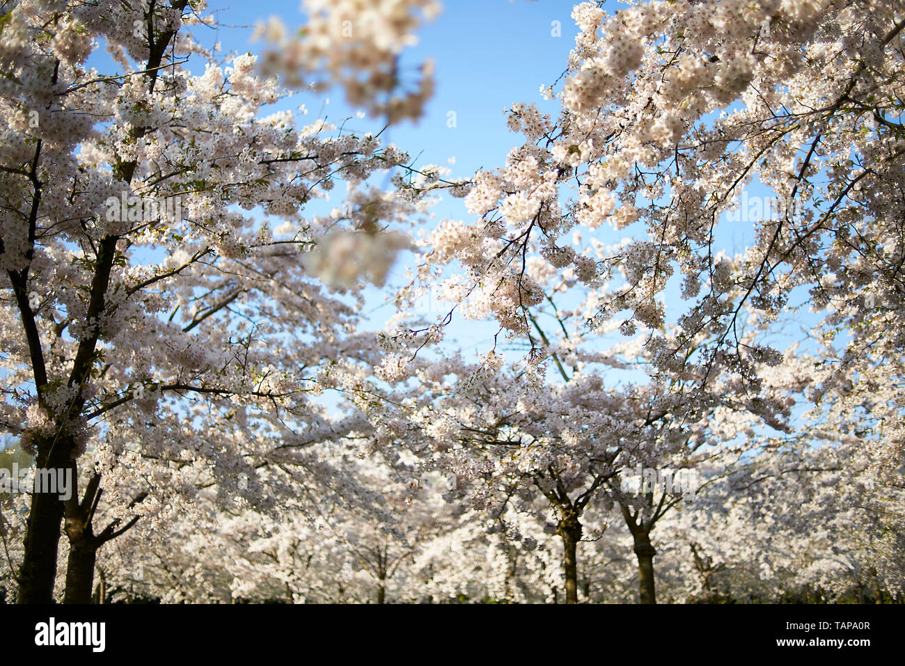 Beautiful artistic image of a Japanese Cherry Blossom tree in a park in ...