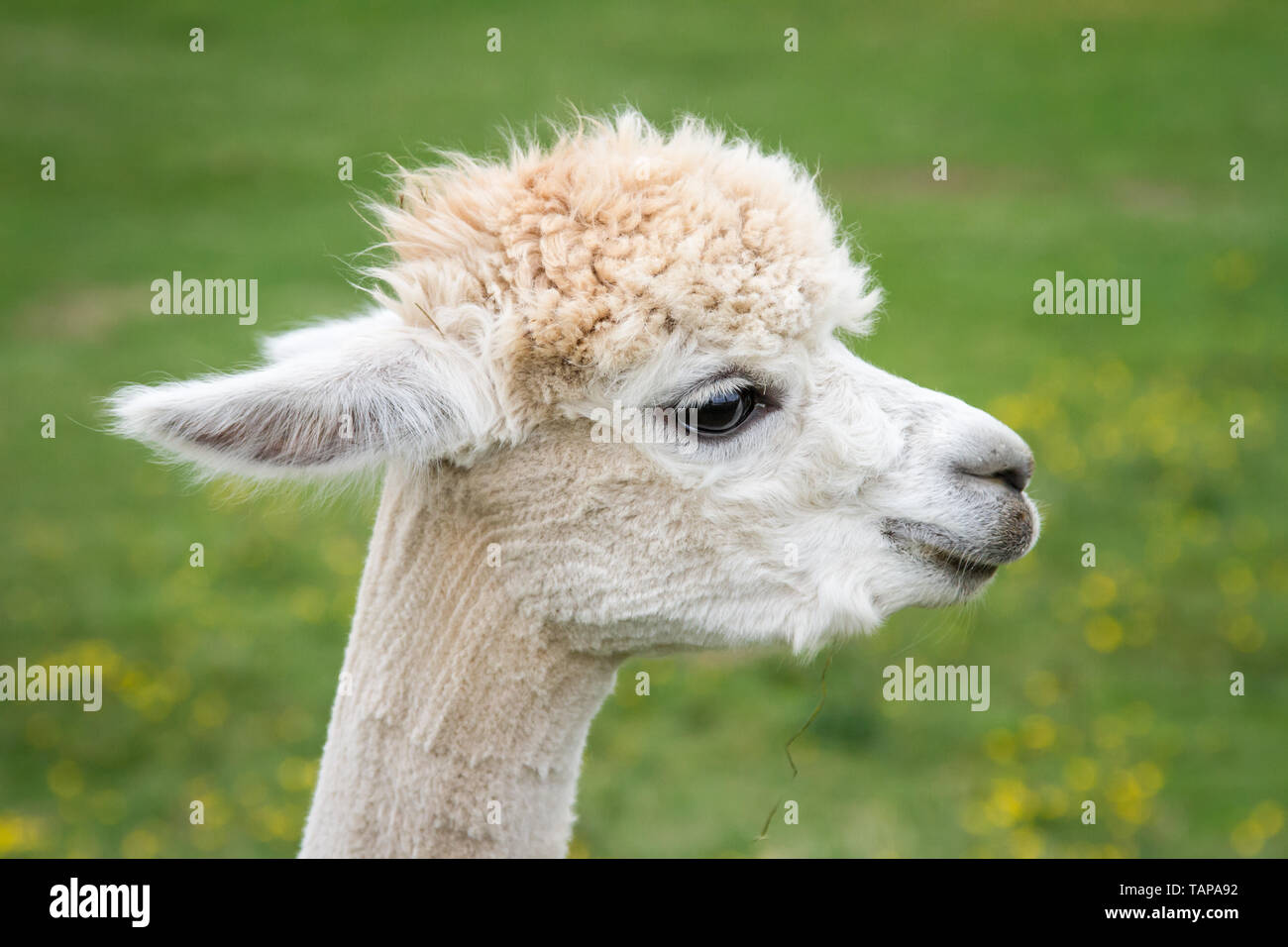 Head portrait of a white alpaca Stock Photo