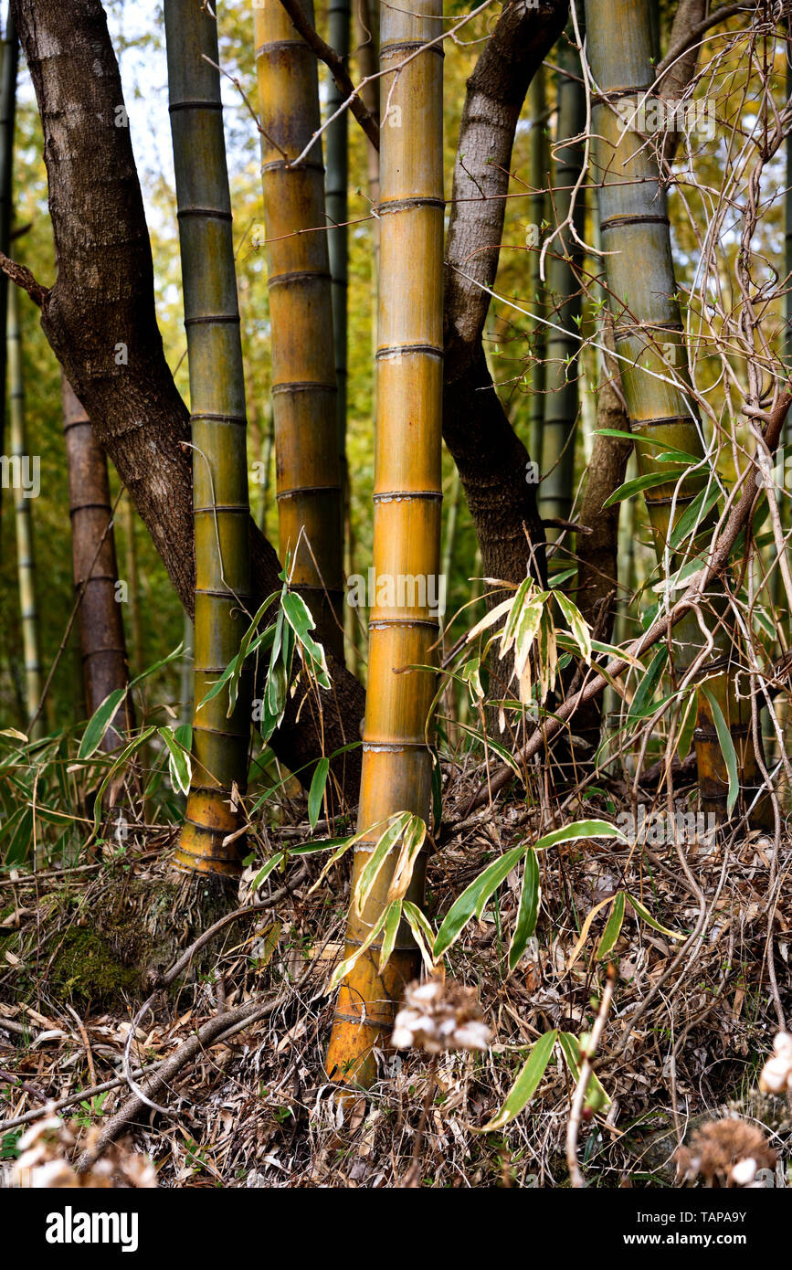 bamboo growing Japan Stock Photo Alamy