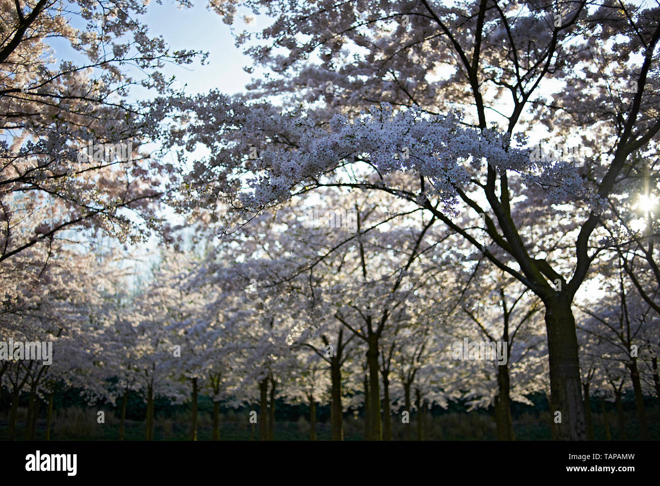 Beautiful artistic image of a Japanese Cherry Blossom tree in a park in ...