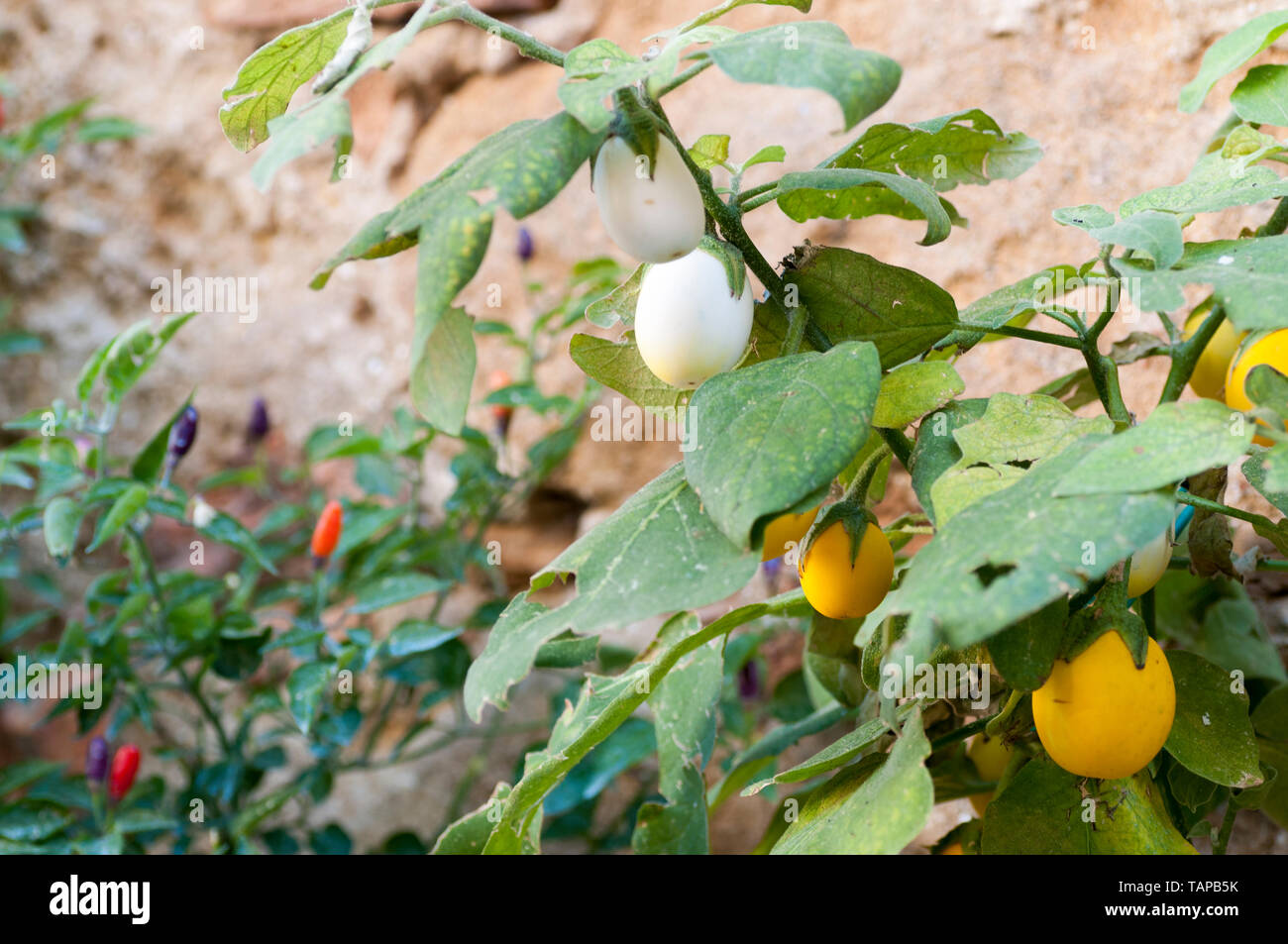 fruits of eggplant yellow Stock Photo Alamy