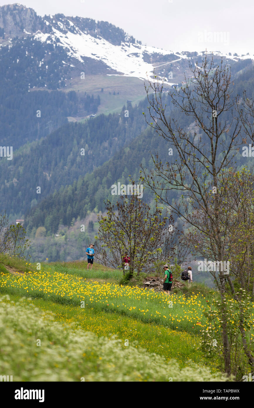 Wanderer besichtigt das Feld mit den weltweit einmaligen Grengjer Tulpen 'Tulipa grengiolensis', in Grengiols, Wallis. Bergen im Hintergrund. Stock Photo