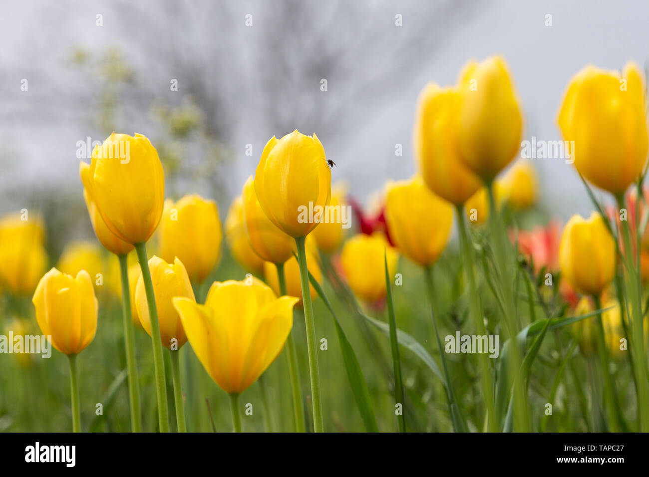 Ein Feld mit den weltweit einmaligen Grengjer Tulpen 'Tulipa grengiolensis', in Grengiols, Goms, Wallis. Stock Photo