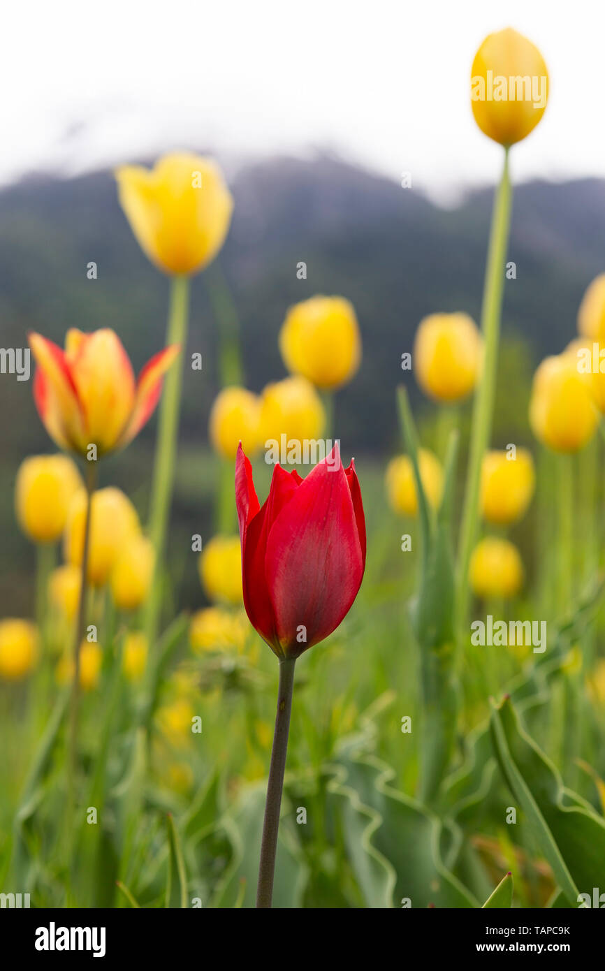 Ein Feld mit den weltweit einmaligen Grengjer Tulpen 'Tulipa grengiolensis', in Grengiols, Goms, Wallis. Stock Photo