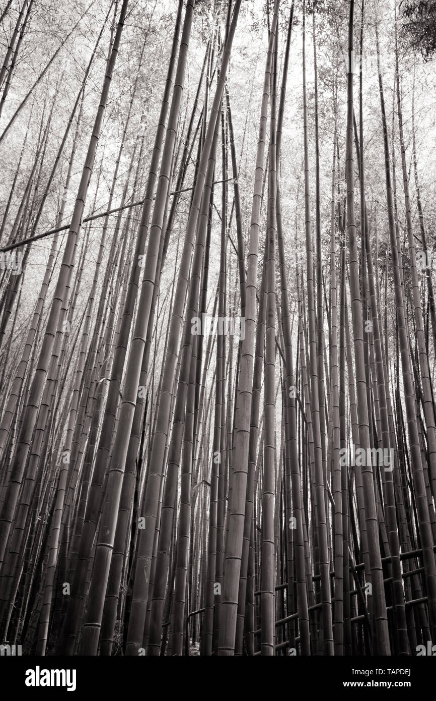 Secret Bamboo Forest of Fushimi Inari Shrine Stock Photo - Alamy