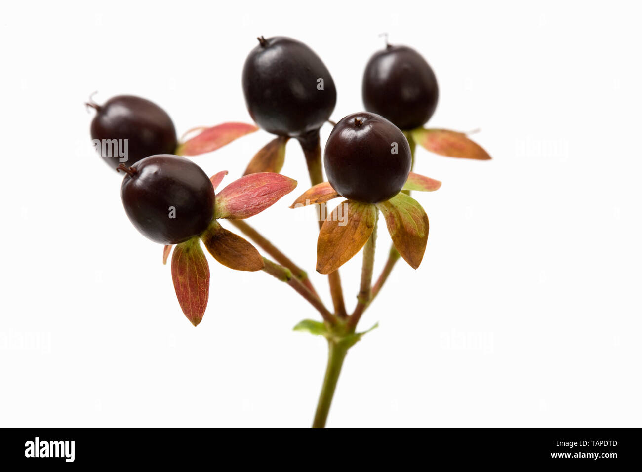 Hypericum Berries St John'swort Stock Photo Alamy