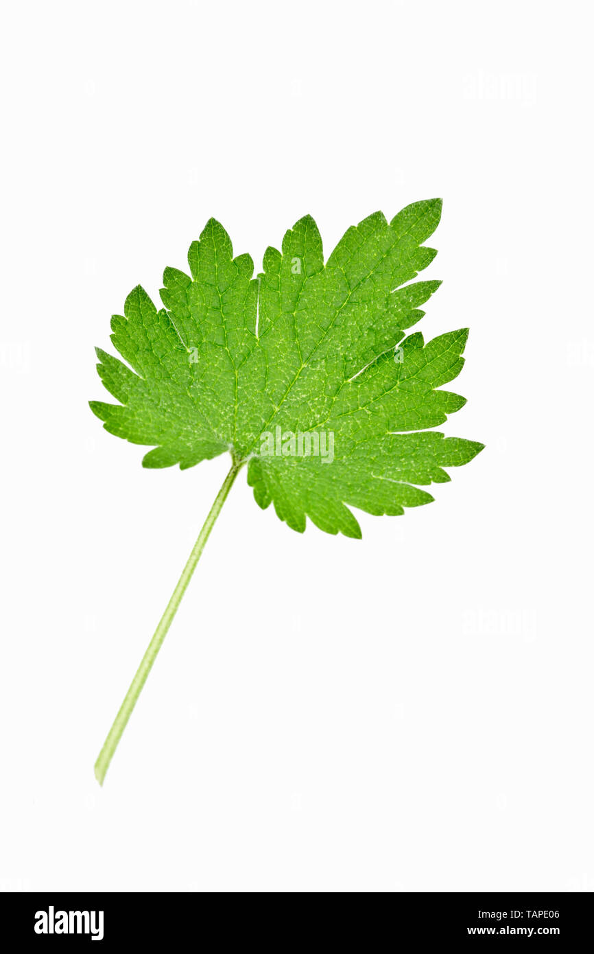 Leonurus cardiaca - Motherwort leaf Stock Photo