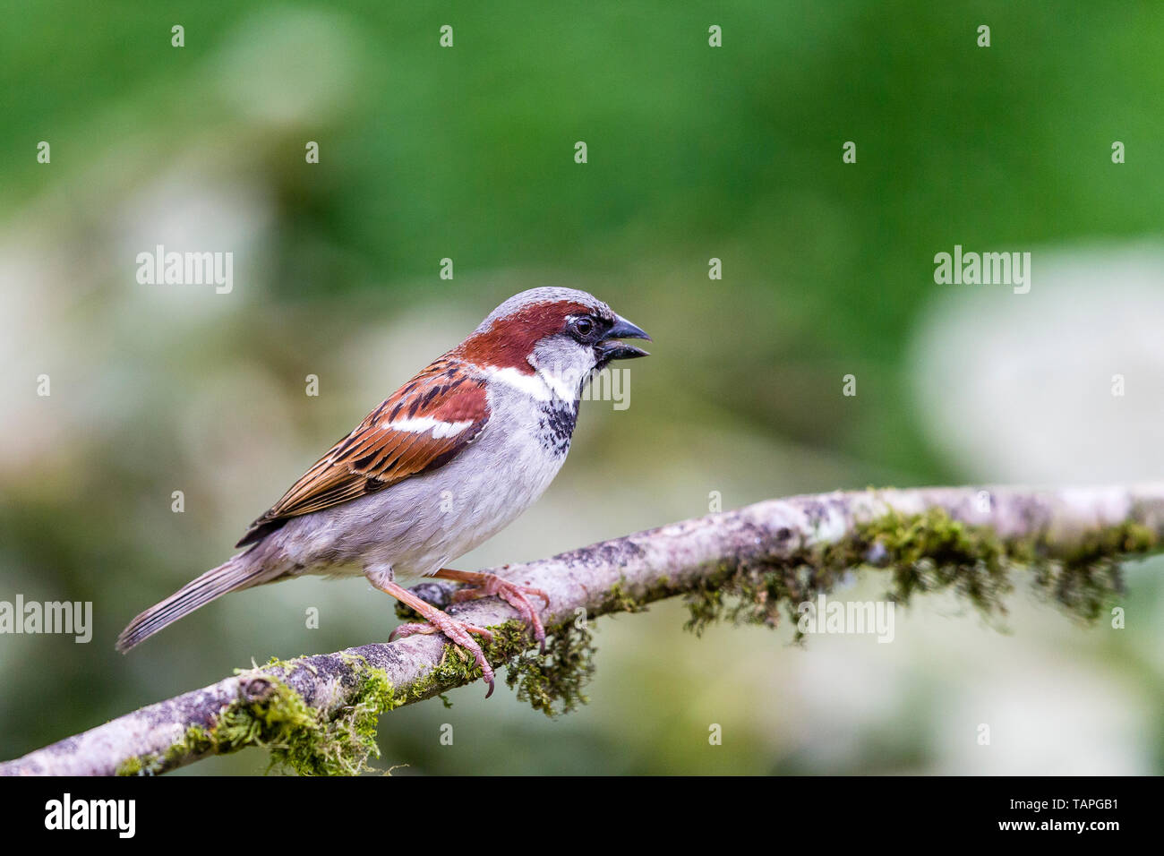 House sparrow in spring in mid Wales Stock Photo