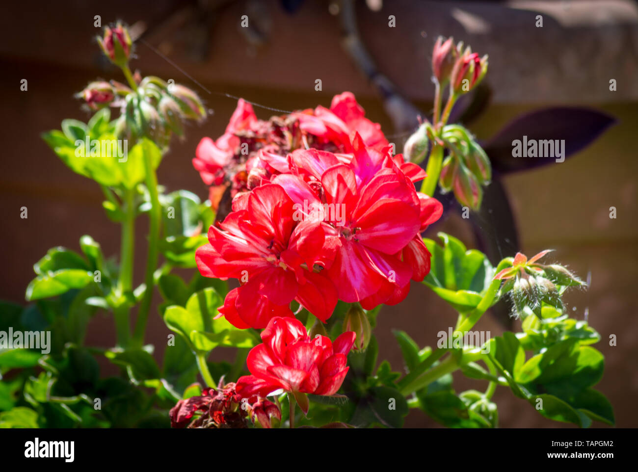 Closeup on small red geranium  in a garden Stock Photo