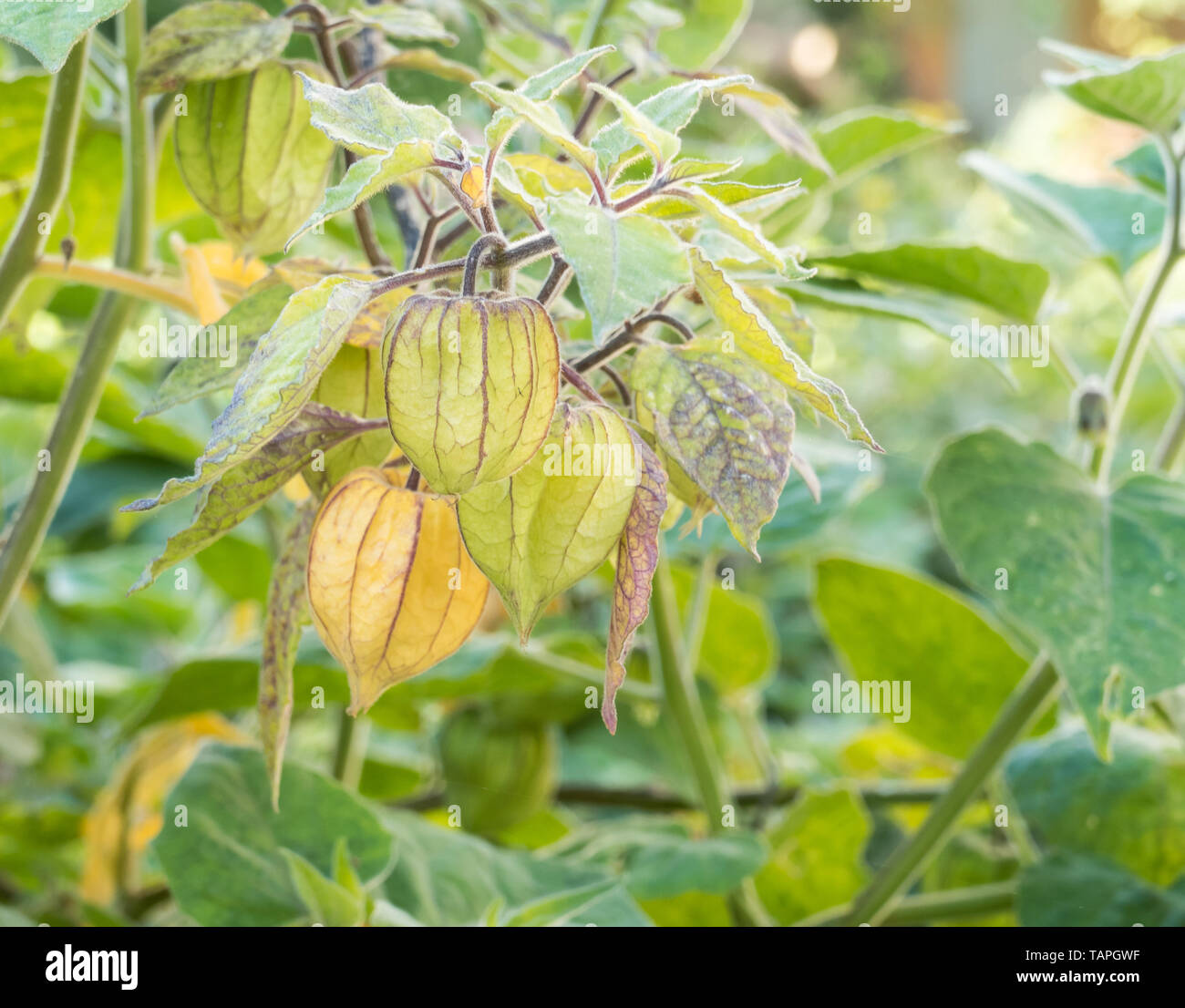 cape gooseberry or golden berry with fruits growing outdoor physalis peruviana Stock Photo