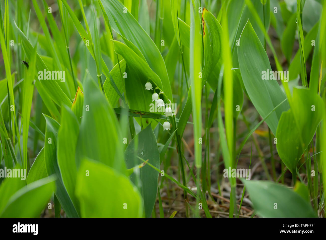 Lily of the valley flower in spring forest Stock Photo - Alamy