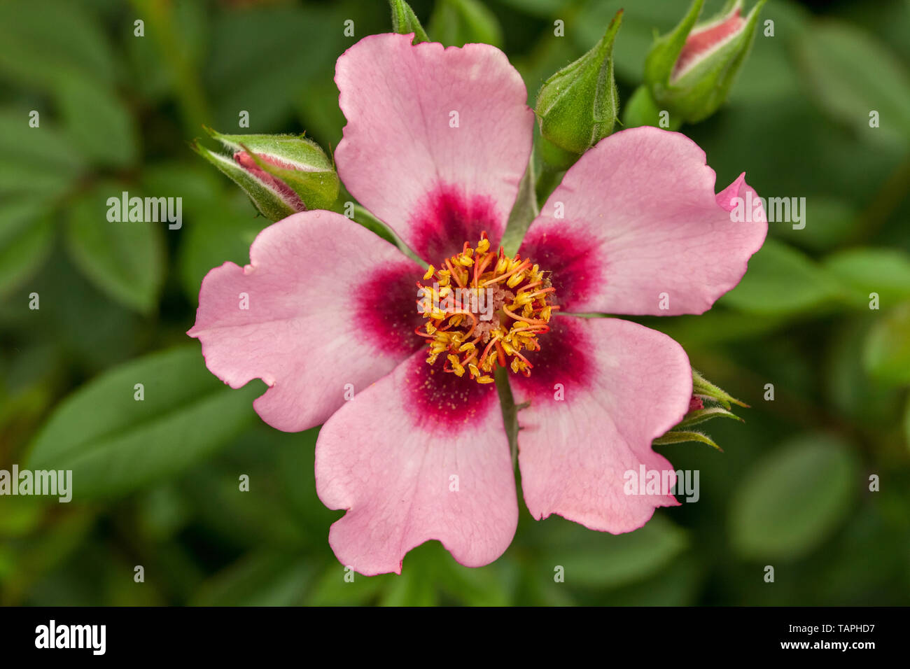 Climbing Pink Rose Stock Photo - Alamy