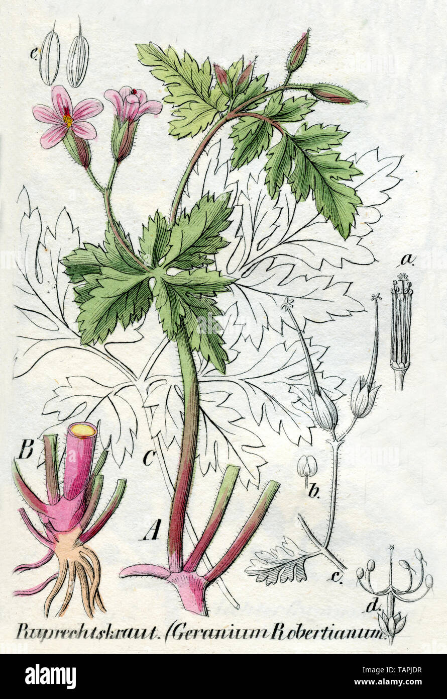 herb-Robert or Roberts geranium Geranium Robertianum,  (botany book, 1850) Stock Photo