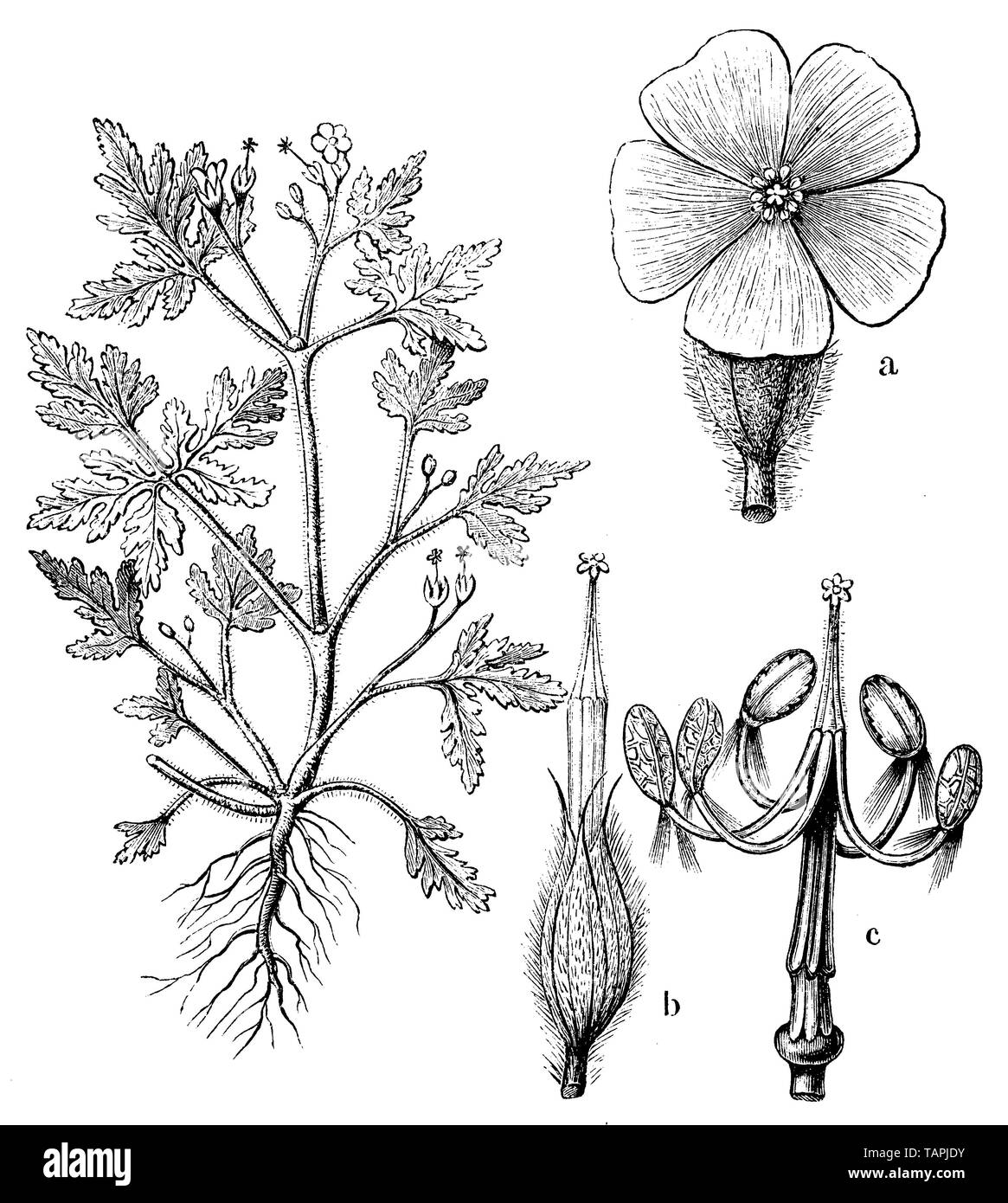 herb-Robert or Roberts geranium, Geranium Robertianum, anonym (botany book, 1880) Stock Photo