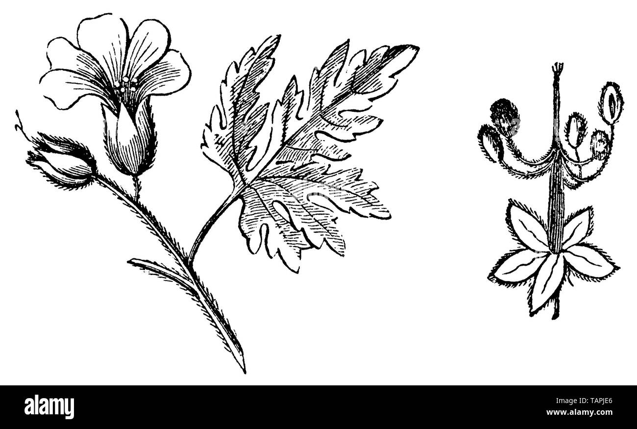 herb-Robert or Roberts geranium, Geranium Robertianum, anonym (biology book, 1878) Stock Photo