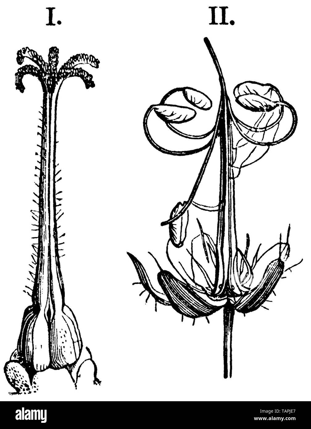 herb-Robert or Roberts geranium, Geranium Robertianum, anonym (botany book, 1875) Stock Photo