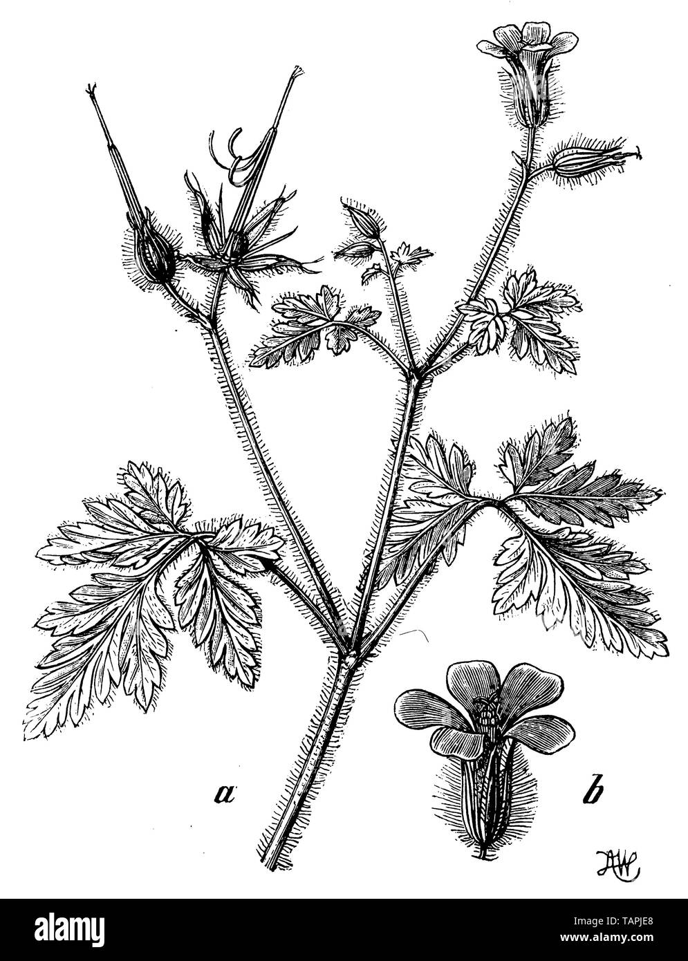 herb-Robert or Roberts geranium, Geranium Robertianum, A W (botany book, 1898) Stock Photo