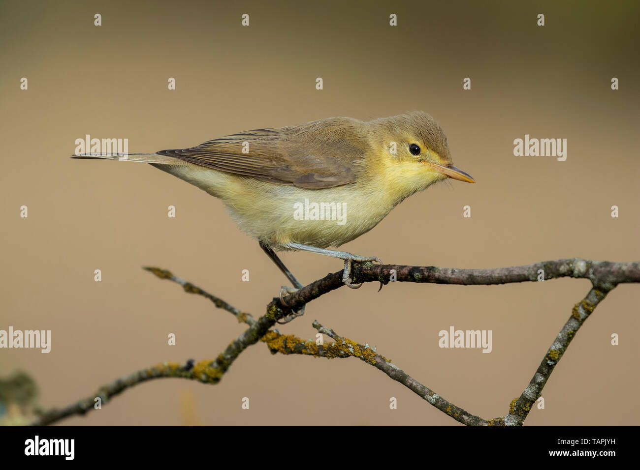 Melodious warbler (Hippolais polyglotta), perched on a branch. Spain Stock Photo