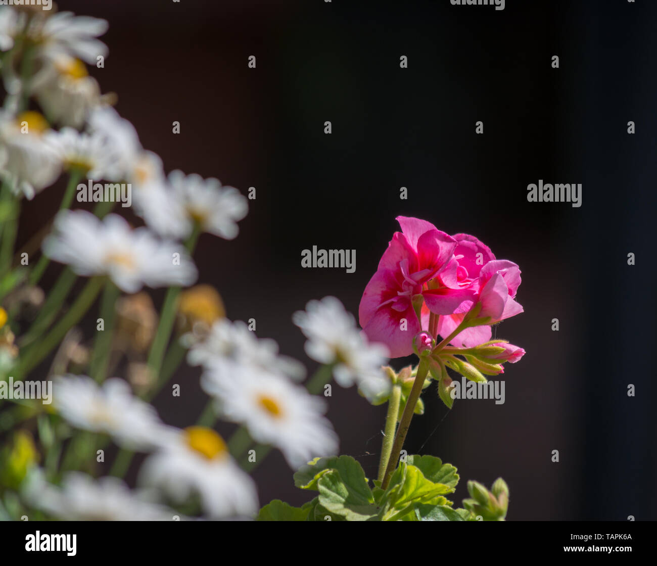 small pink geranium and daisies Stock Photo