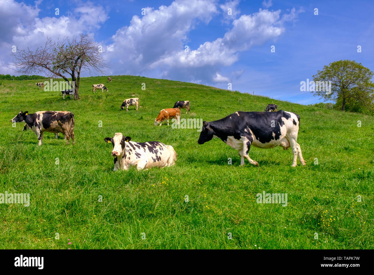 Cows grazing on pasture, a herd of black and white cows mixed with ...