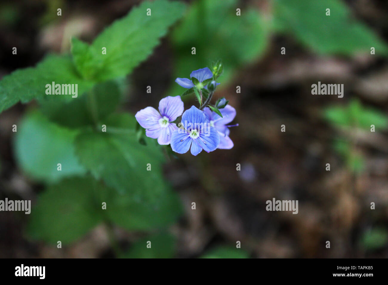 Germander Speedwell Veronica chamaedrys flowers. bird'seye or cat's