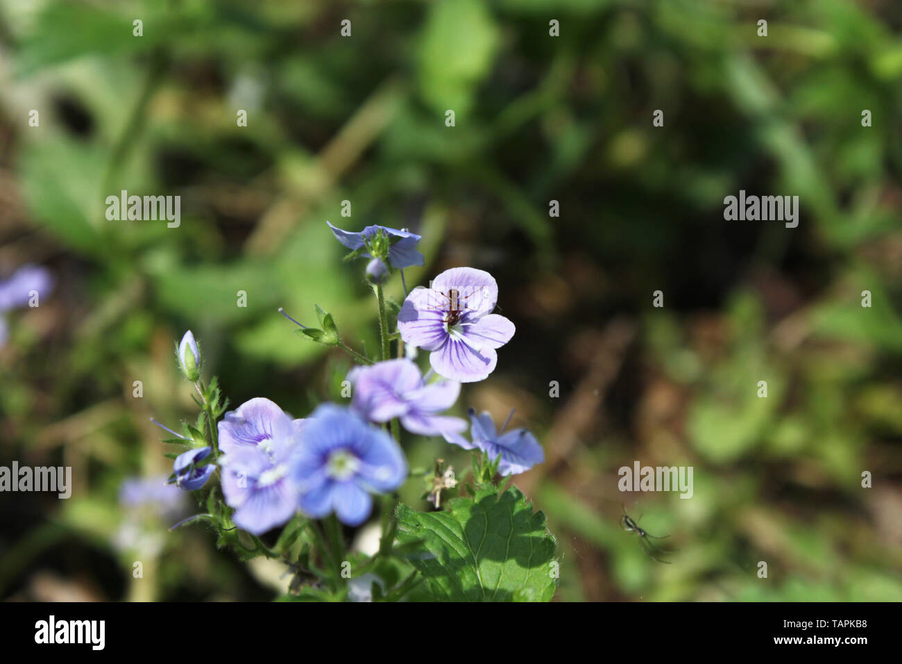 Germander Speedwell Veronica chamaedrys flowers. bird'seye or cat's