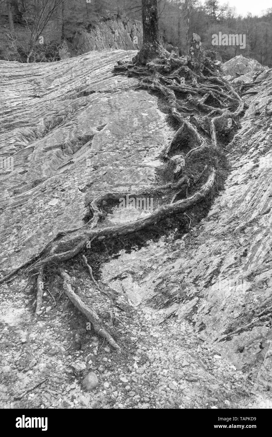 Tree roots on rock Stock Photo - Alamy
