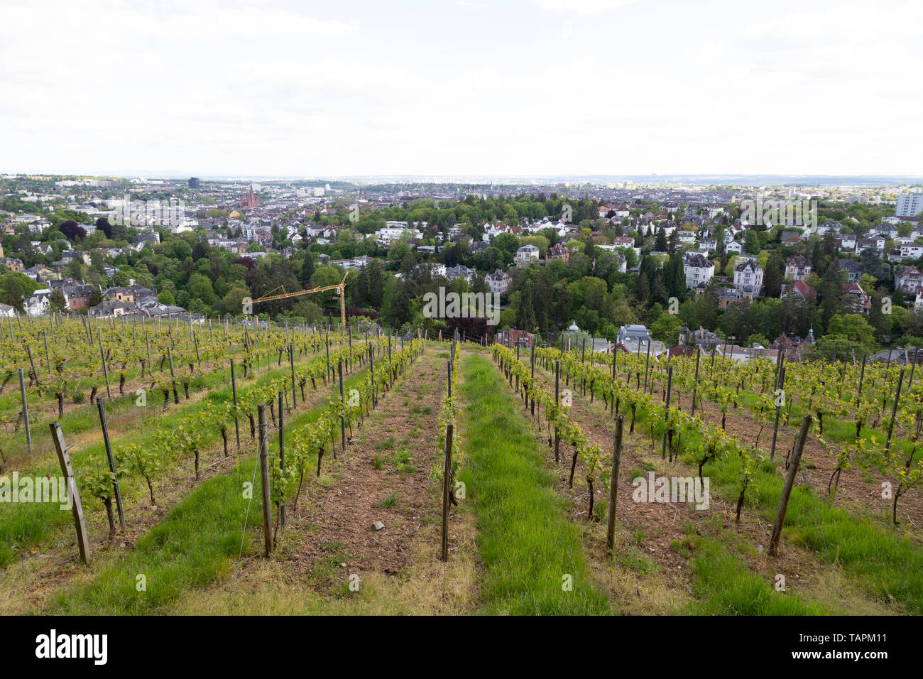 Vines at the Neroberg wine estate iin Wiesbaden, the state capital of Hesse, Germany. The vines grown on the hillside of the Neroberg. Stock Photo