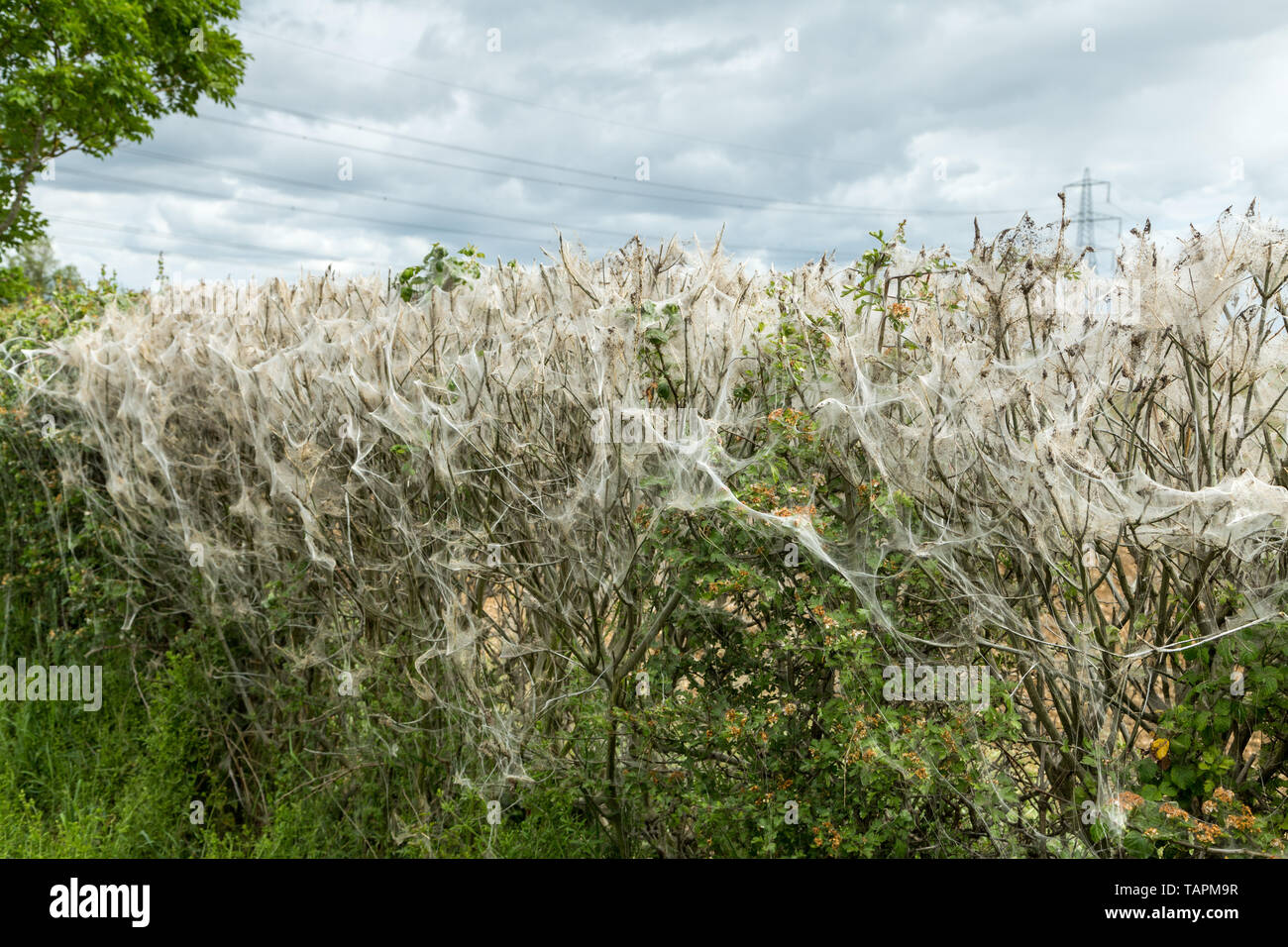 Caterpillars In A Web High Resolution Stock Photography and Images - Alamy
